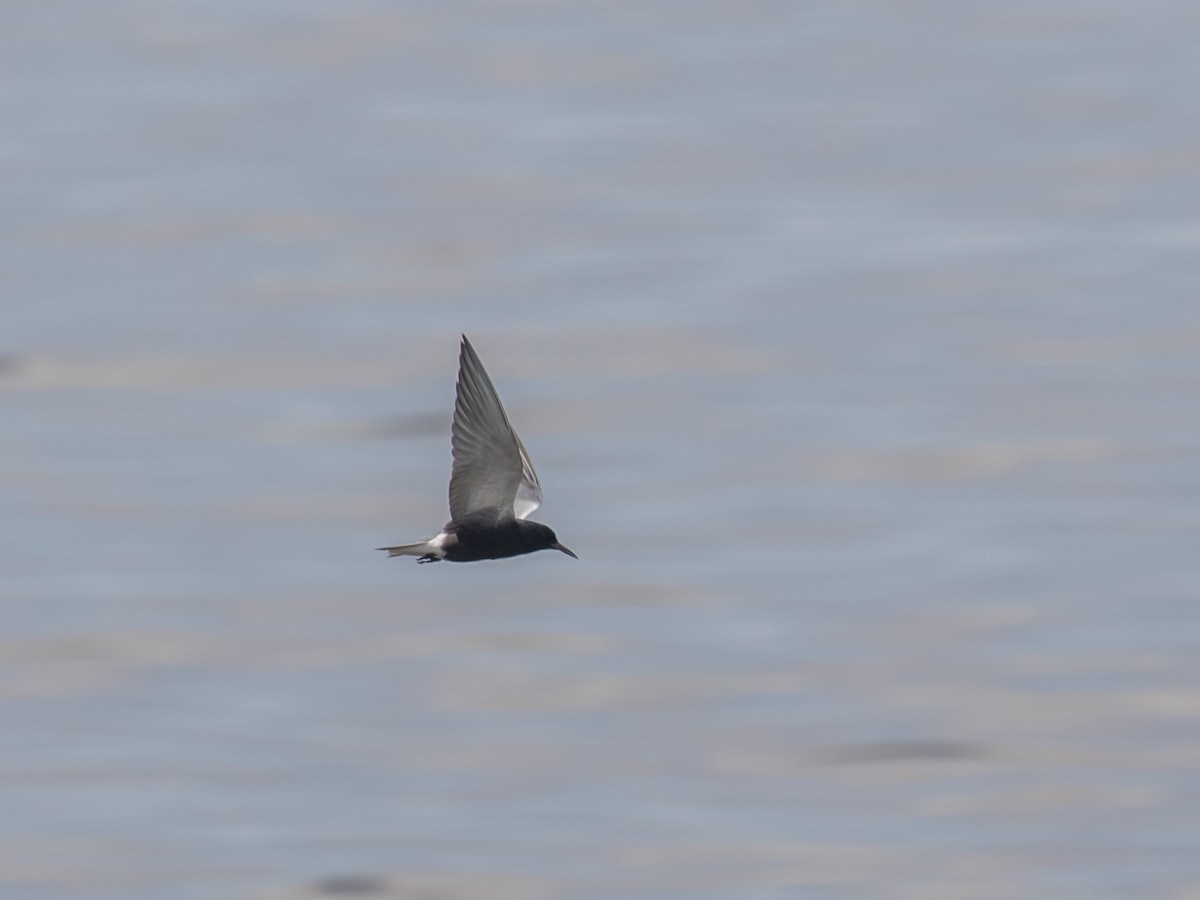 Black Tern - ML233830191