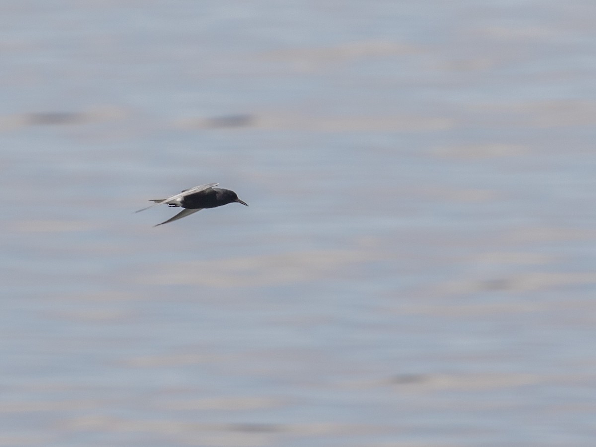 Black Tern - ML233830201