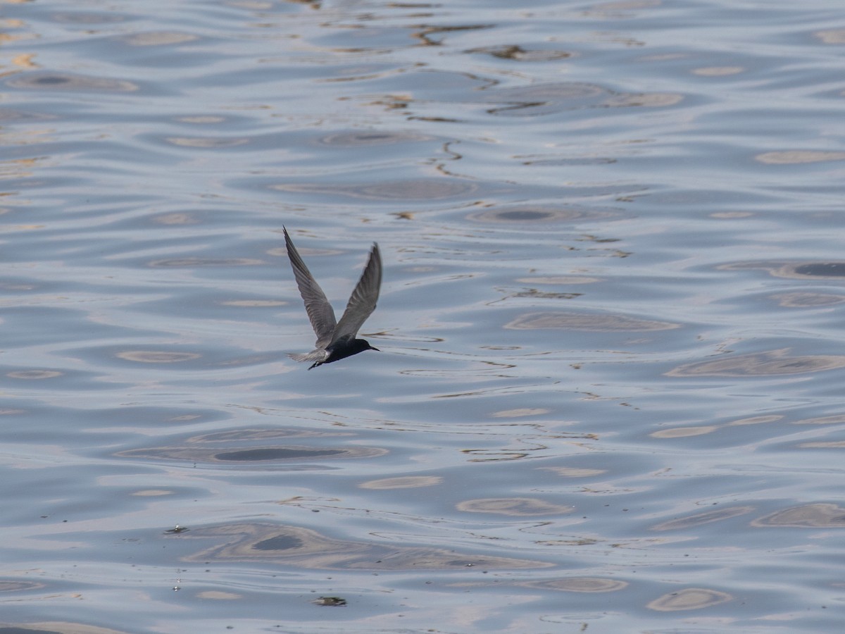 Black Tern - ML233830221