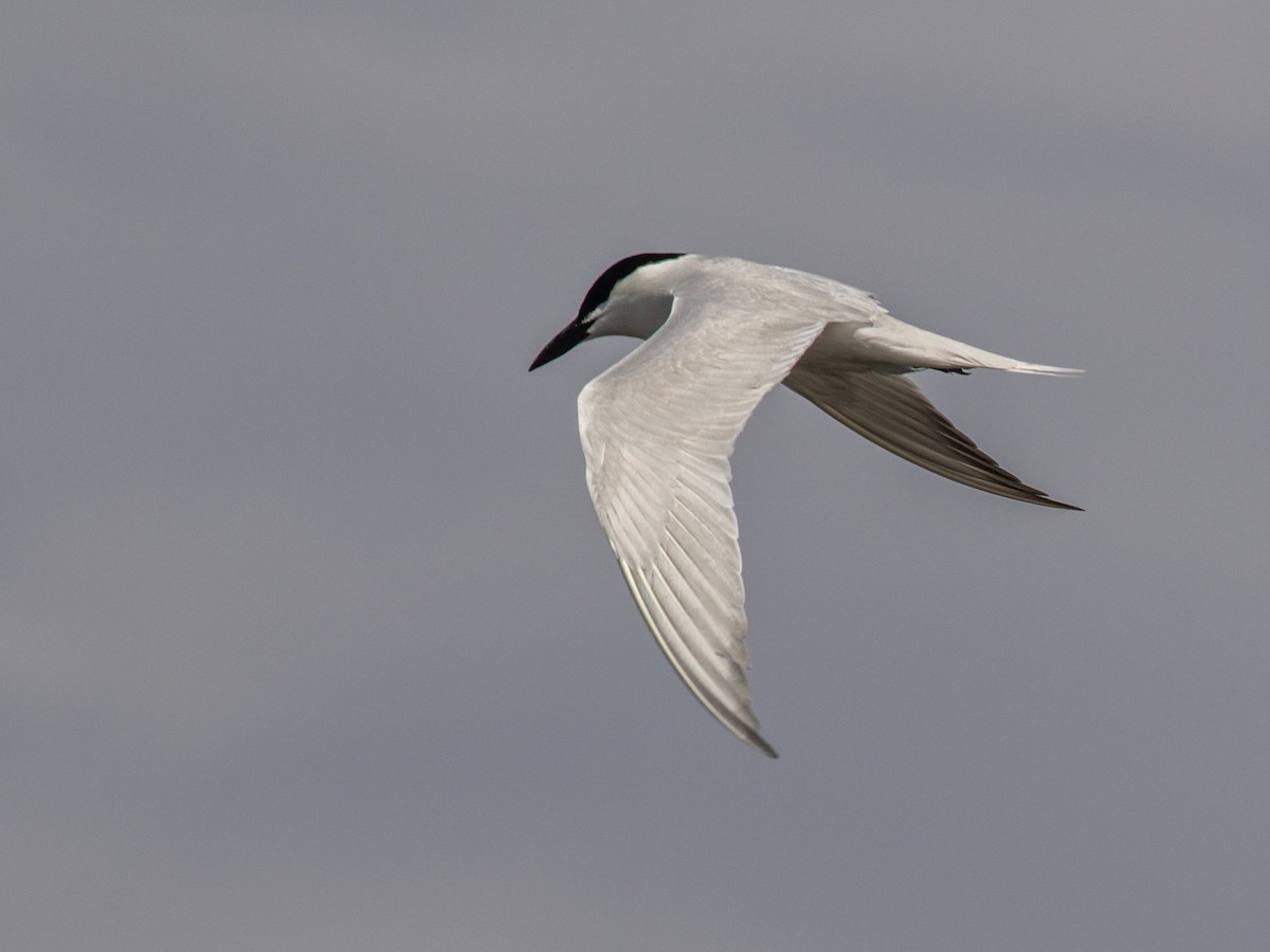 Gull-billed Tern - Bruce Aird