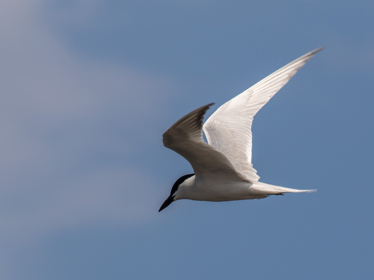 Gull-billed Tern - Bruce Aird