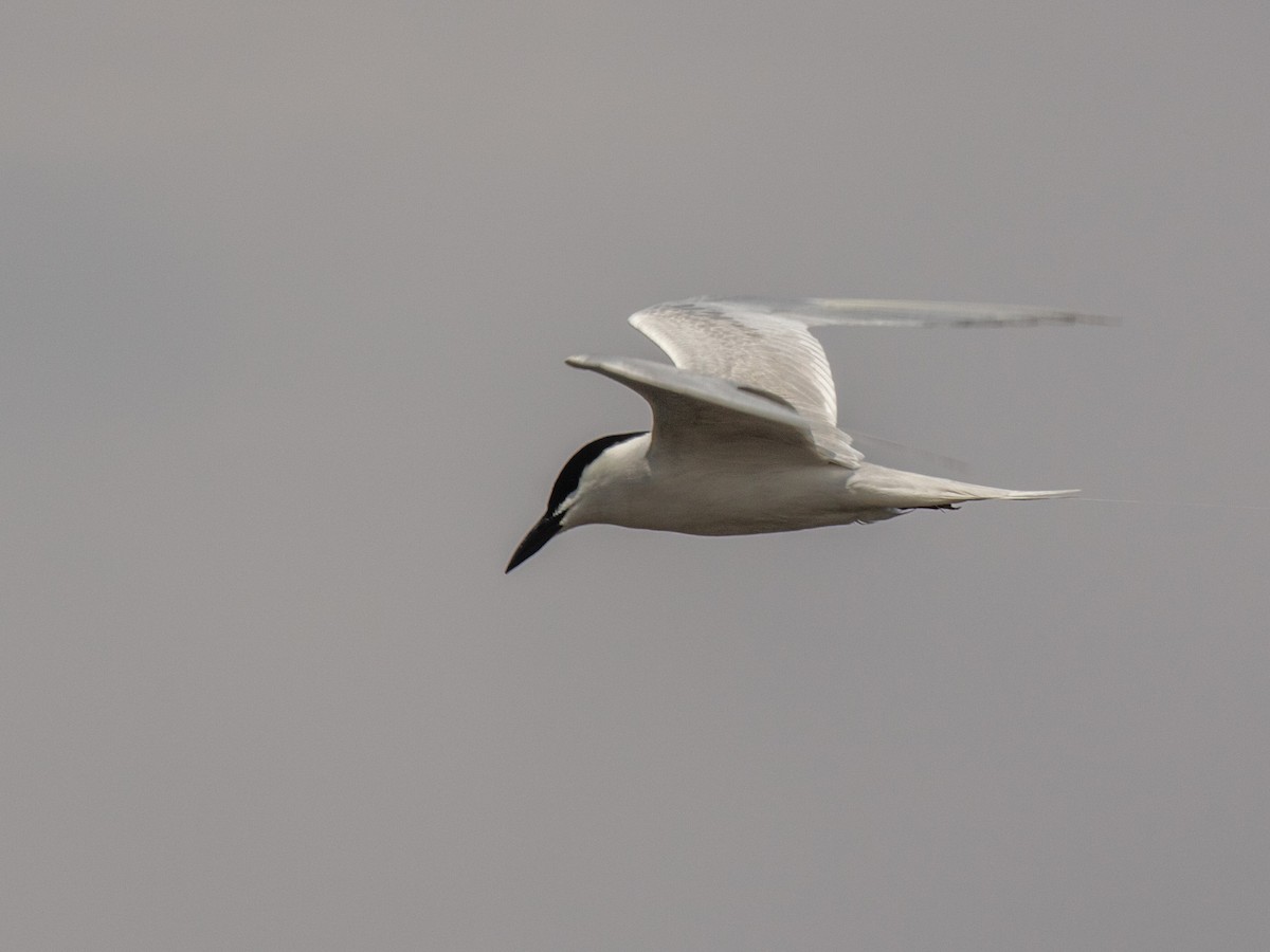 Gull-billed Tern - ML233830311