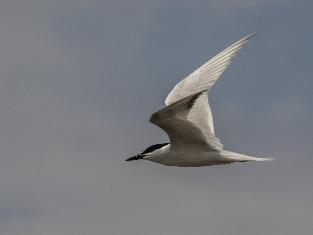 Gull-billed Tern - Bruce Aird