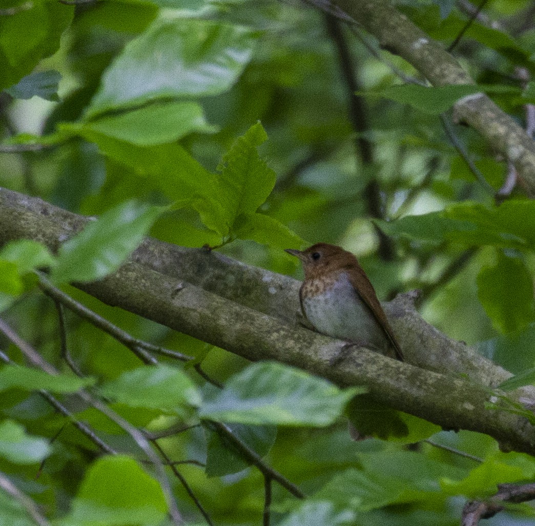 Veery - ML233830481