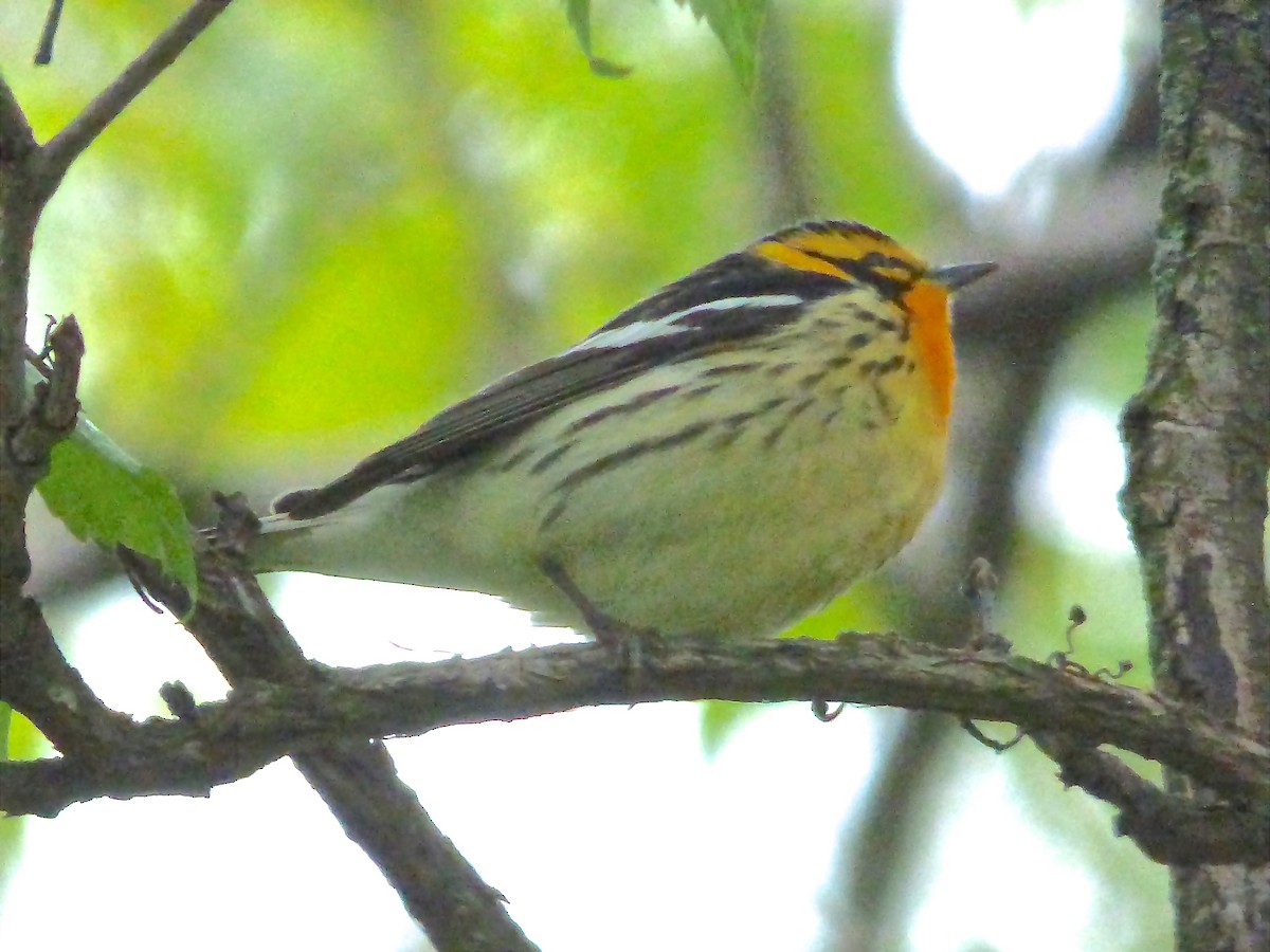 Blackburnian Warbler - ML233830701