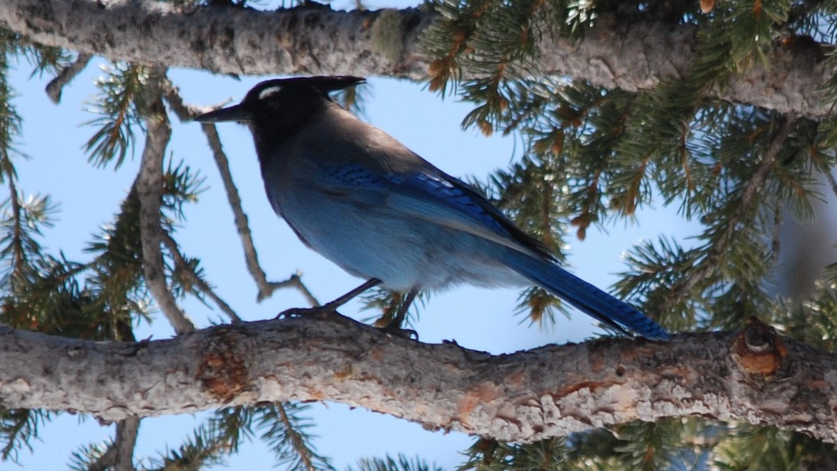 Steller's Jay - Teresa Mawhinney