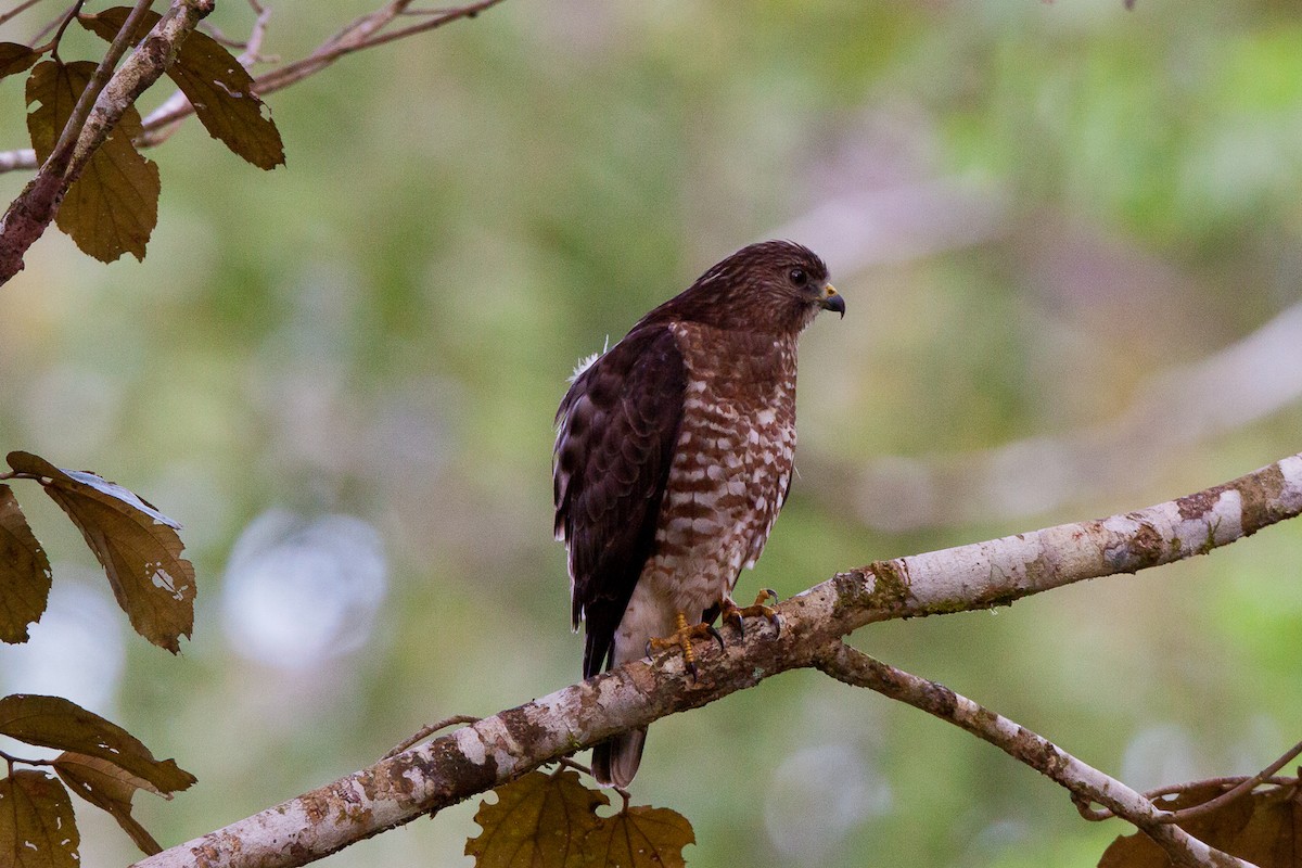 Broad-winged Hawk - John Keator