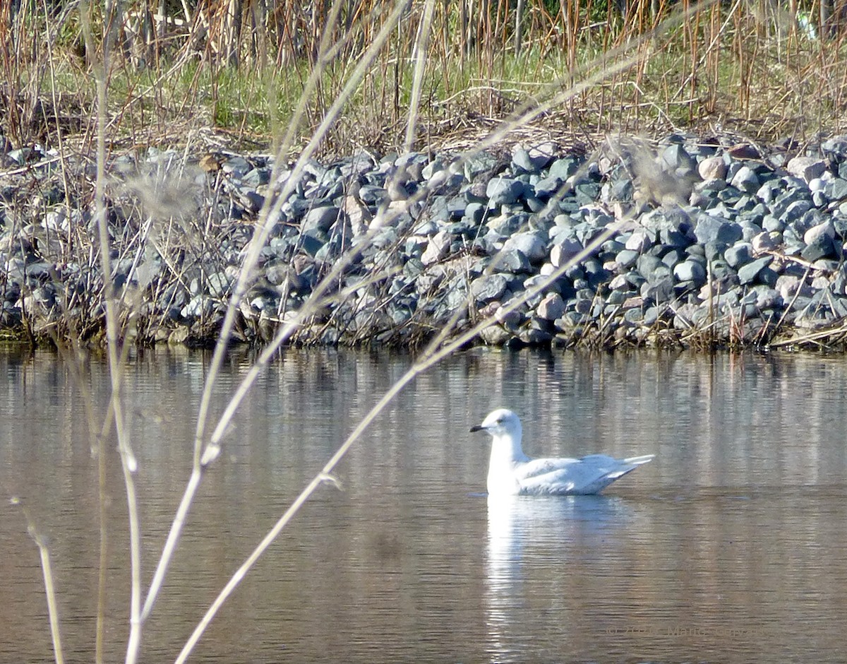 Iceland Gull - ML233832861