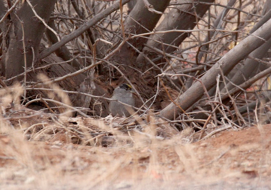 Golden-crowned Sparrow - Tim Avery