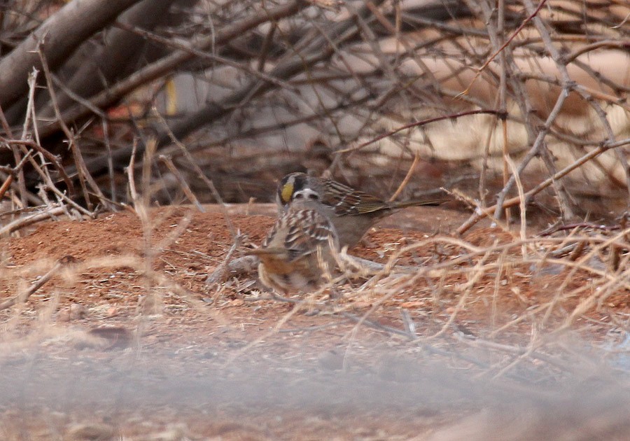 Golden-crowned Sparrow - Tim Avery