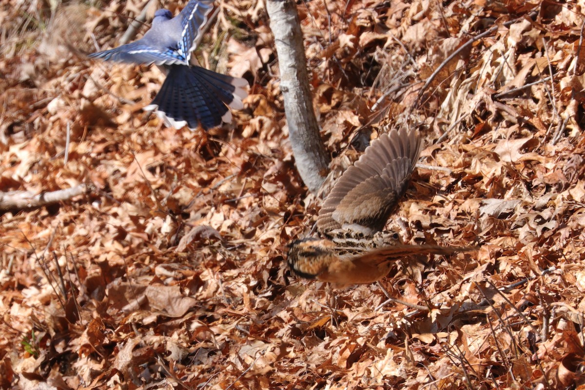 American Woodcock - ML233835281