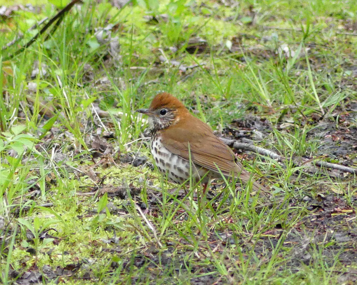 Wood Thrush - ML233835791