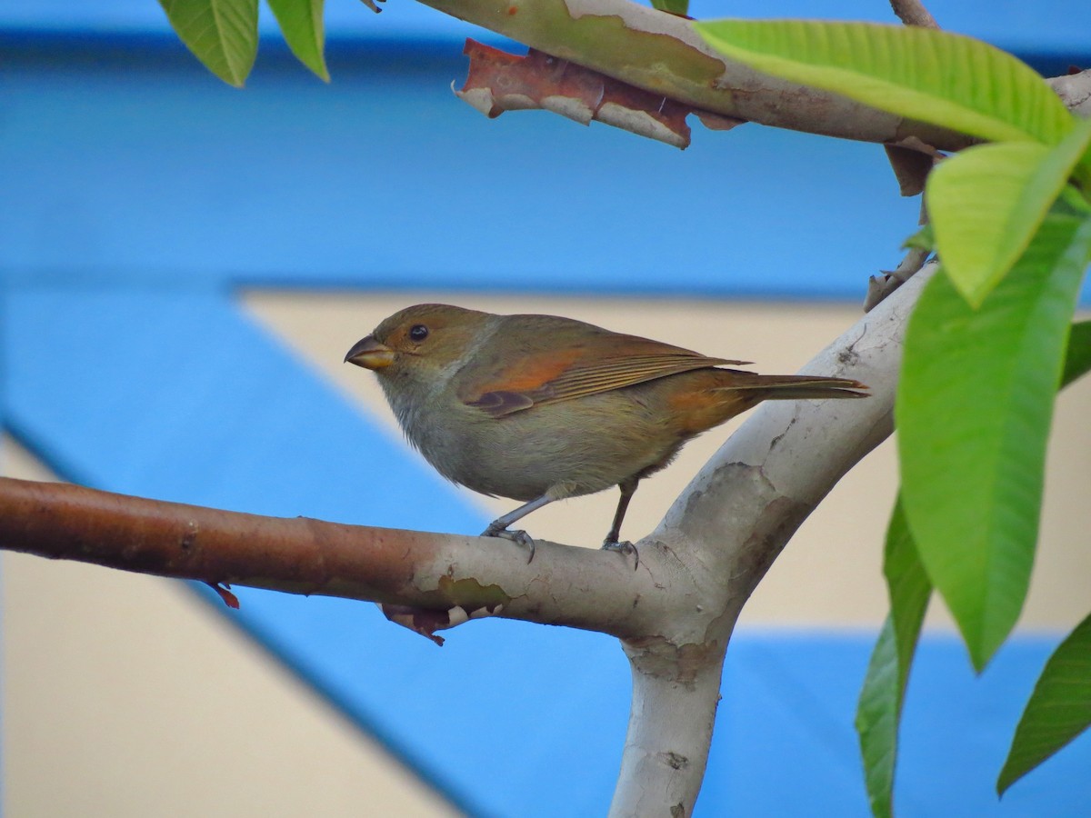 Lesser Antillean Bullfinch - Annika Lindqvist