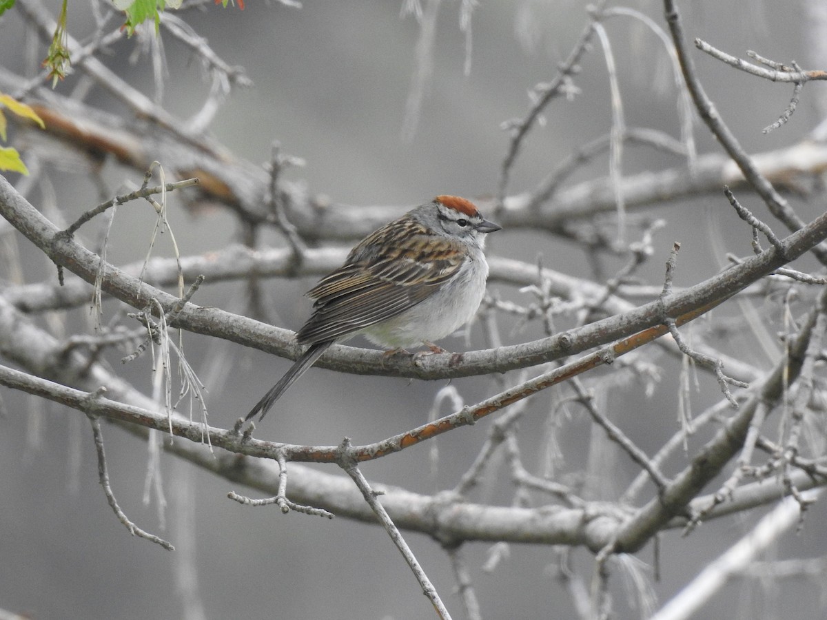 Chipping Sparrow - ML233844401