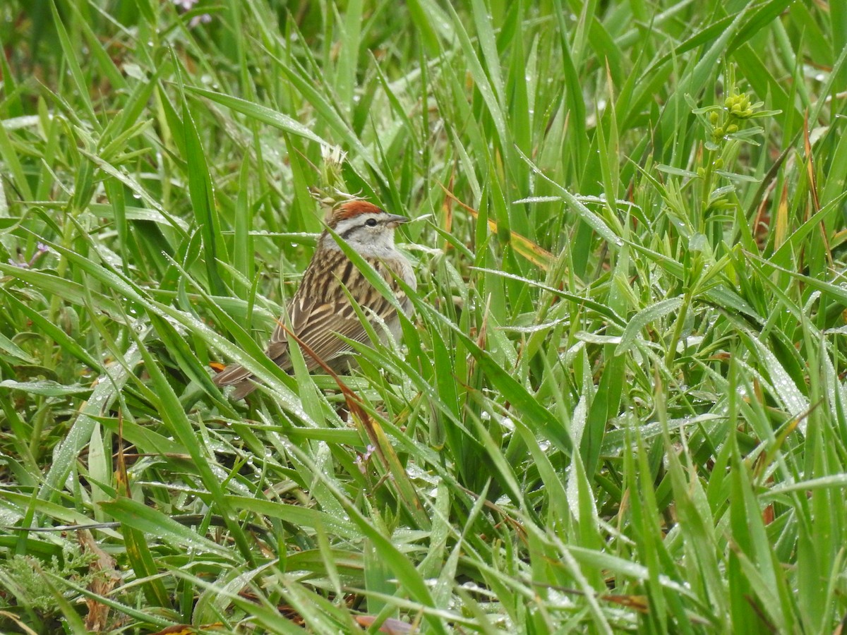 Chipping Sparrow - ML233844511