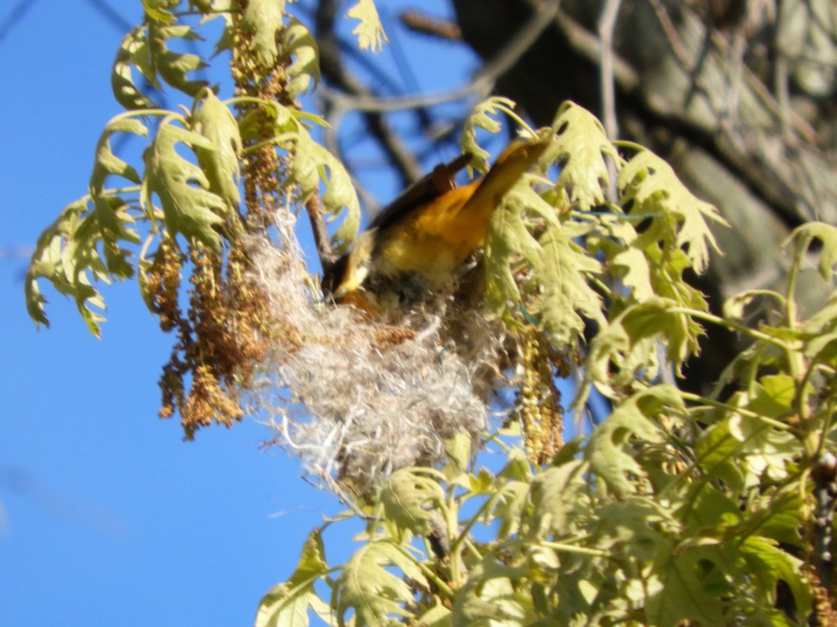 Baltimore Oriole - John Gaglione