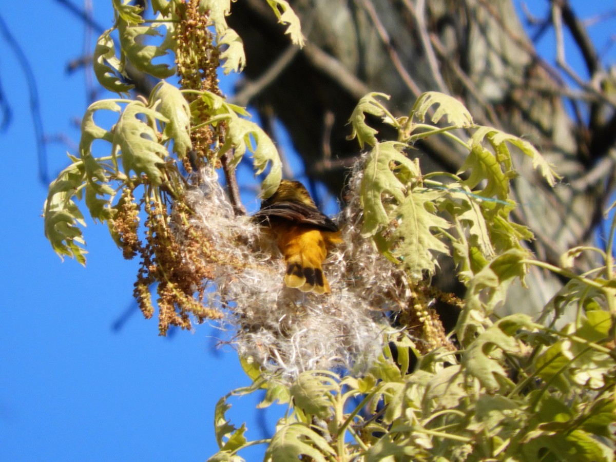 Baltimore Oriole - John Gaglione