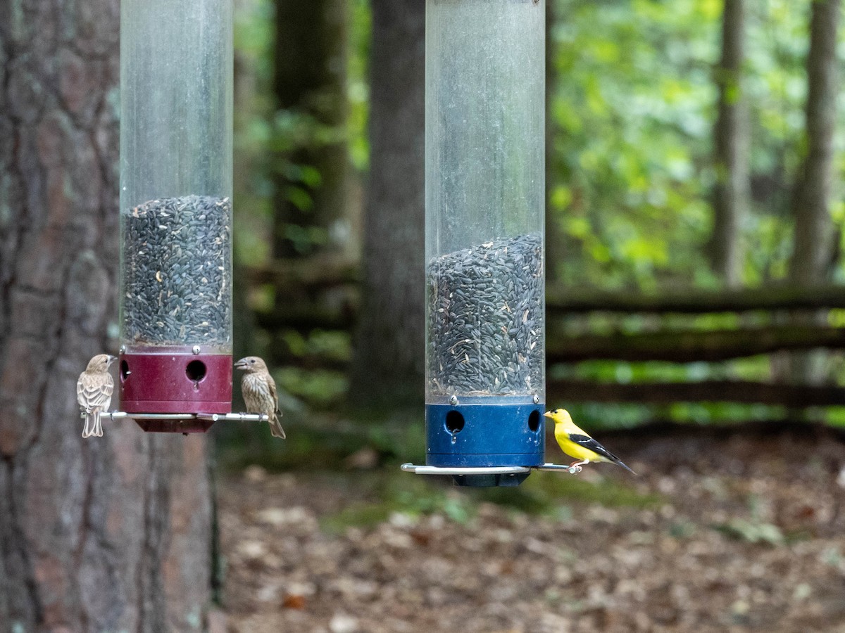 American Goldfinch - ML233846801