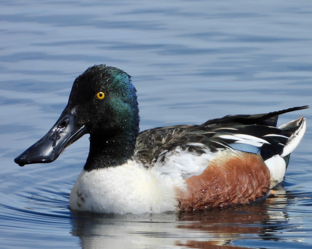 Northern Shoveler - ML233849241