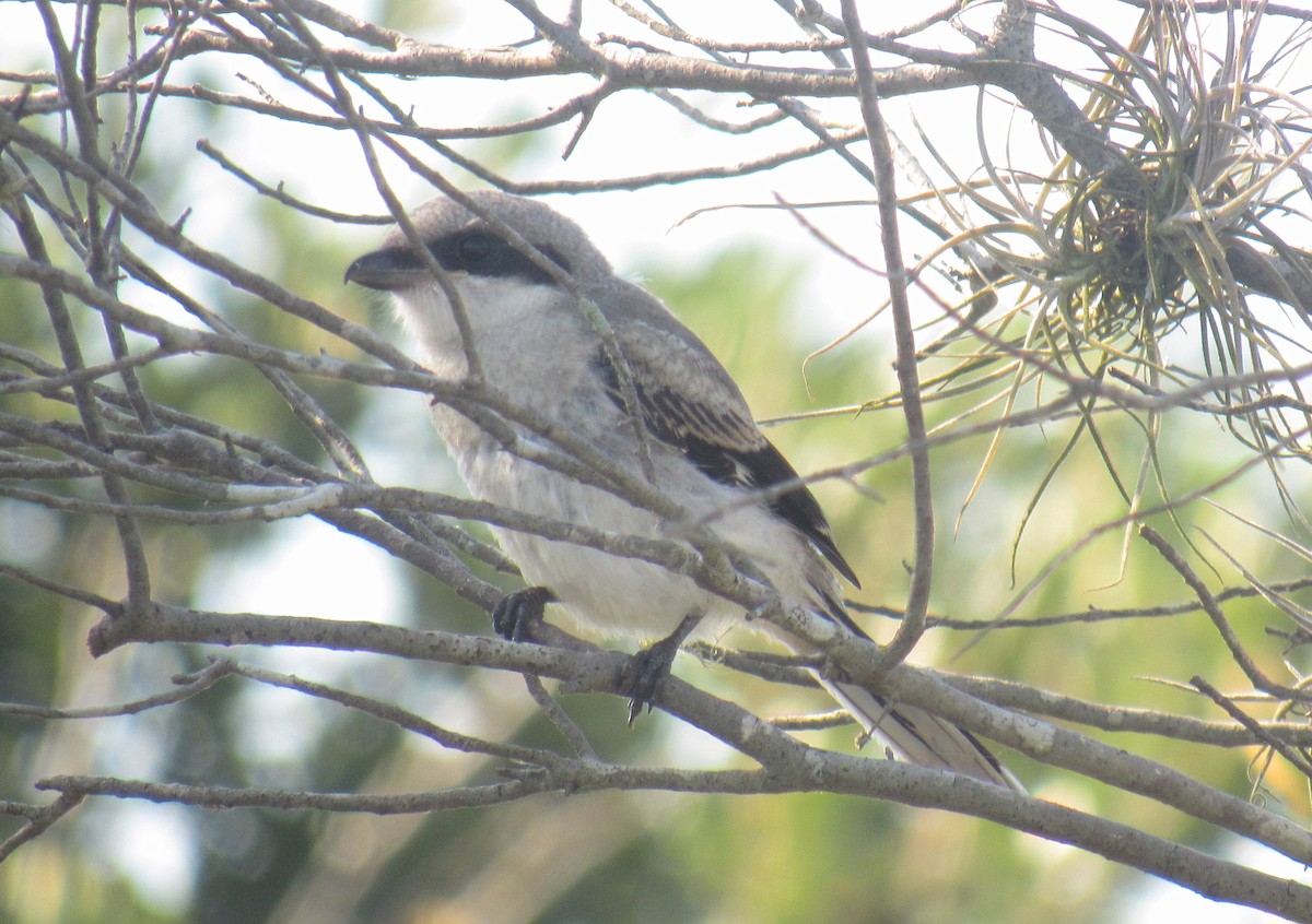 Loggerhead Shrike - Jenna Atma