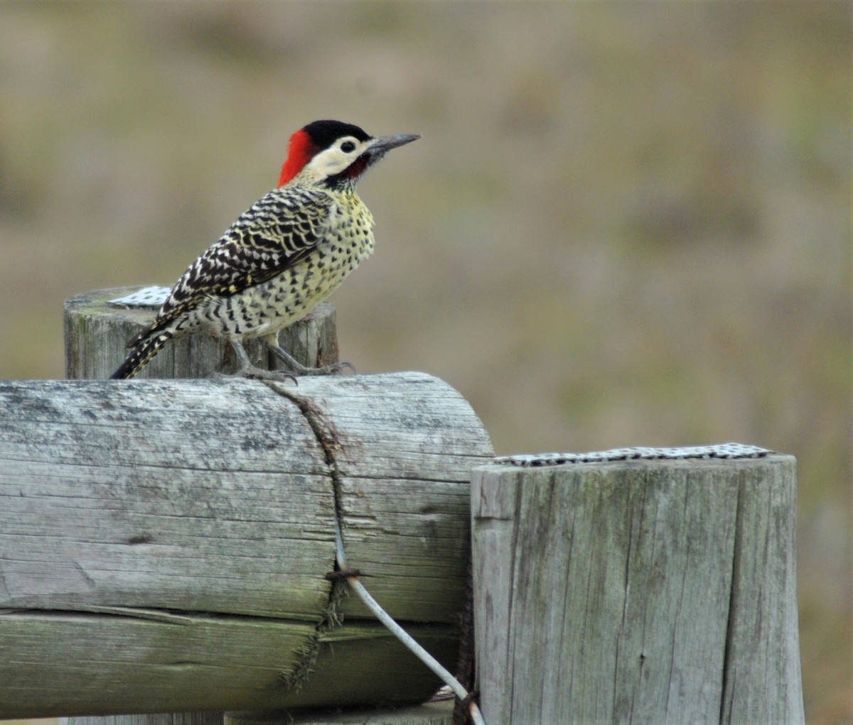 Green-barred Woodpecker - Joaquin Muñoz