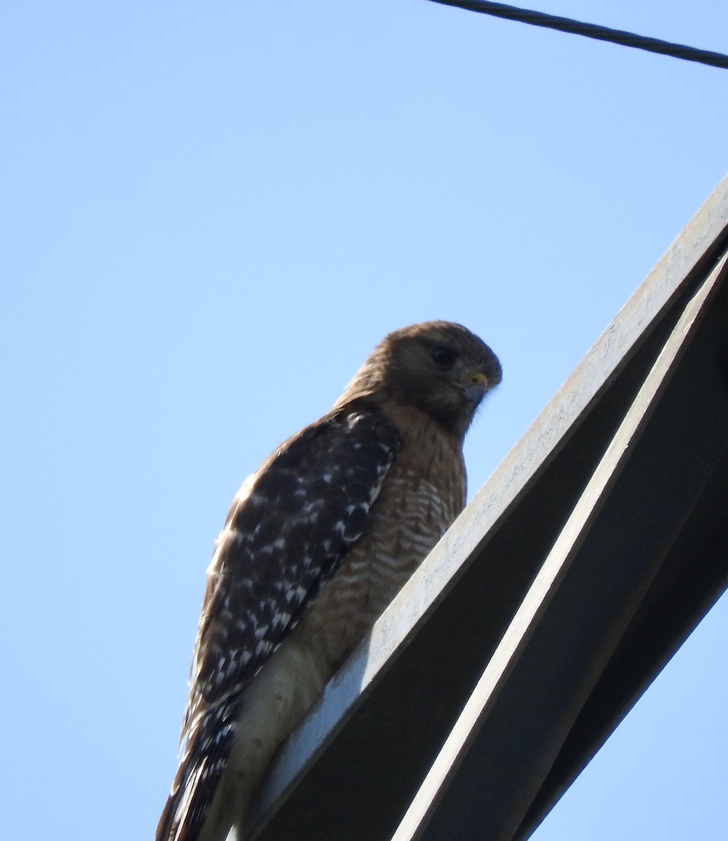 Red-shouldered Hawk - ML233850571