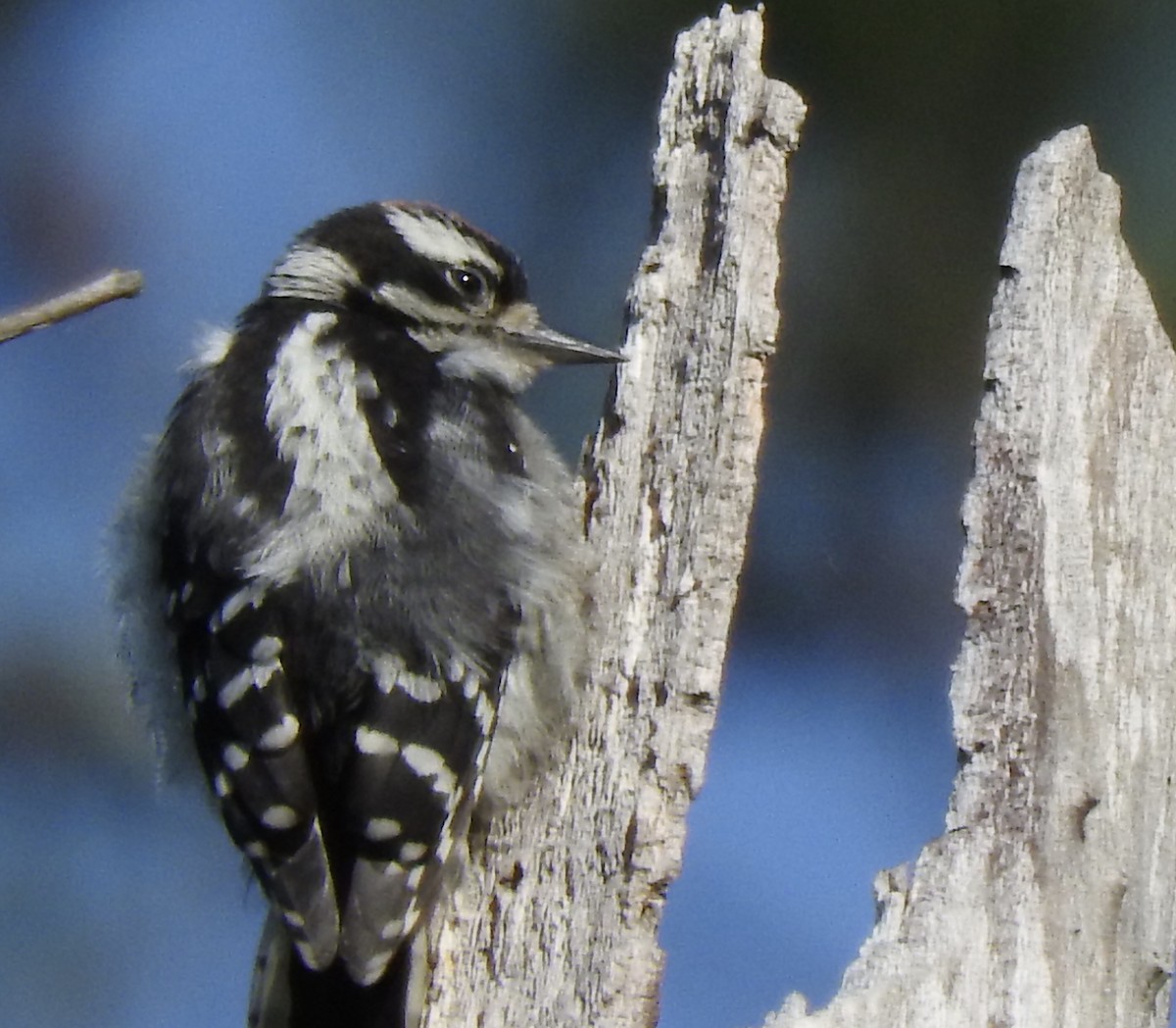 Downy Woodpecker - ML233850641