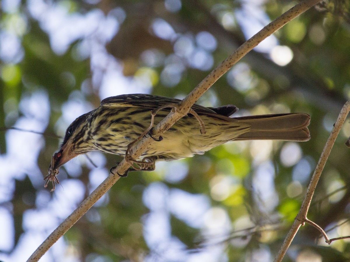 Streaked Flycatcher - ML233850771