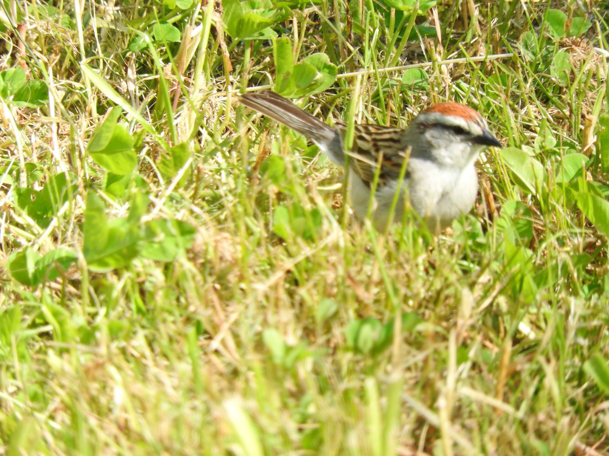 Chipping Sparrow - ML233850931