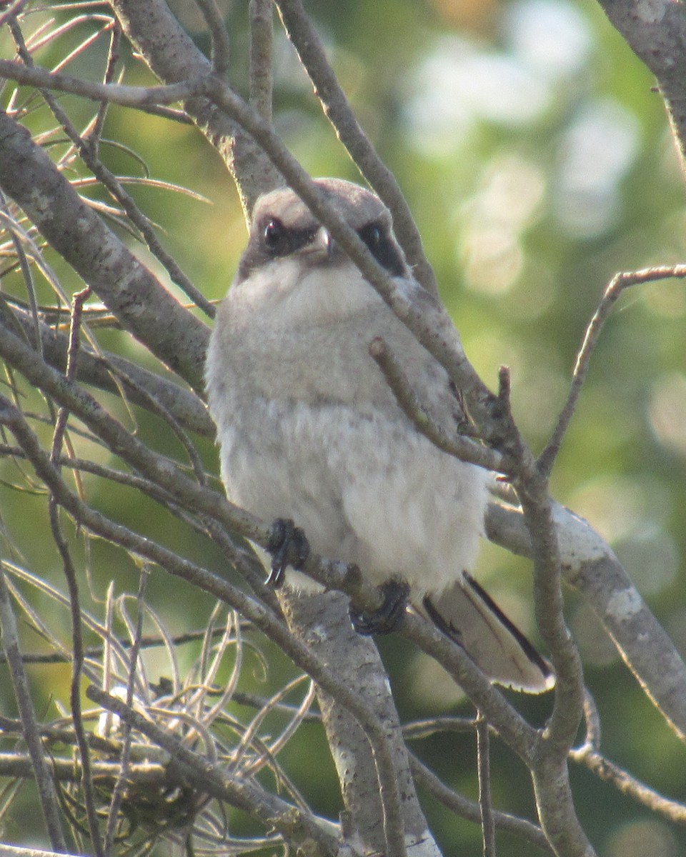 Loggerhead Shrike - Jenna Atma