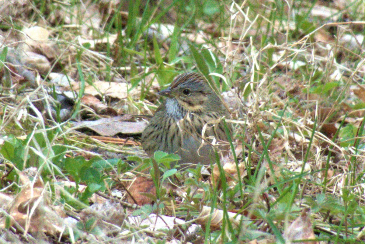 Lincoln's Sparrow - ML233852491