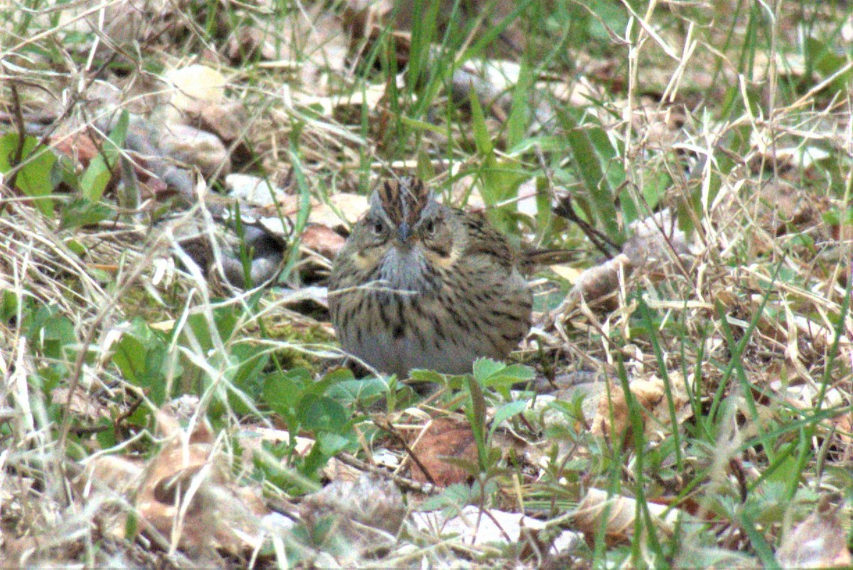 strnadec pruhohlavý - ML233852551