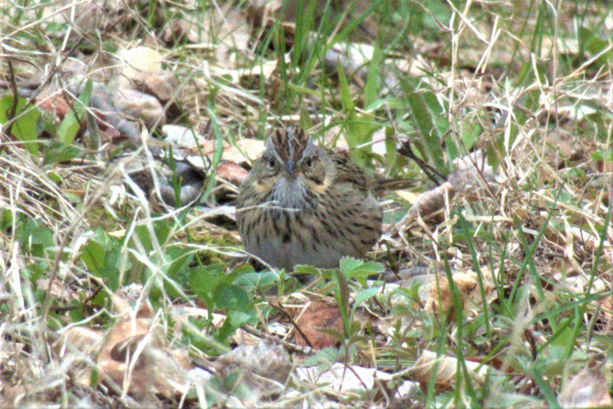 Lincoln's Sparrow - ML233852551