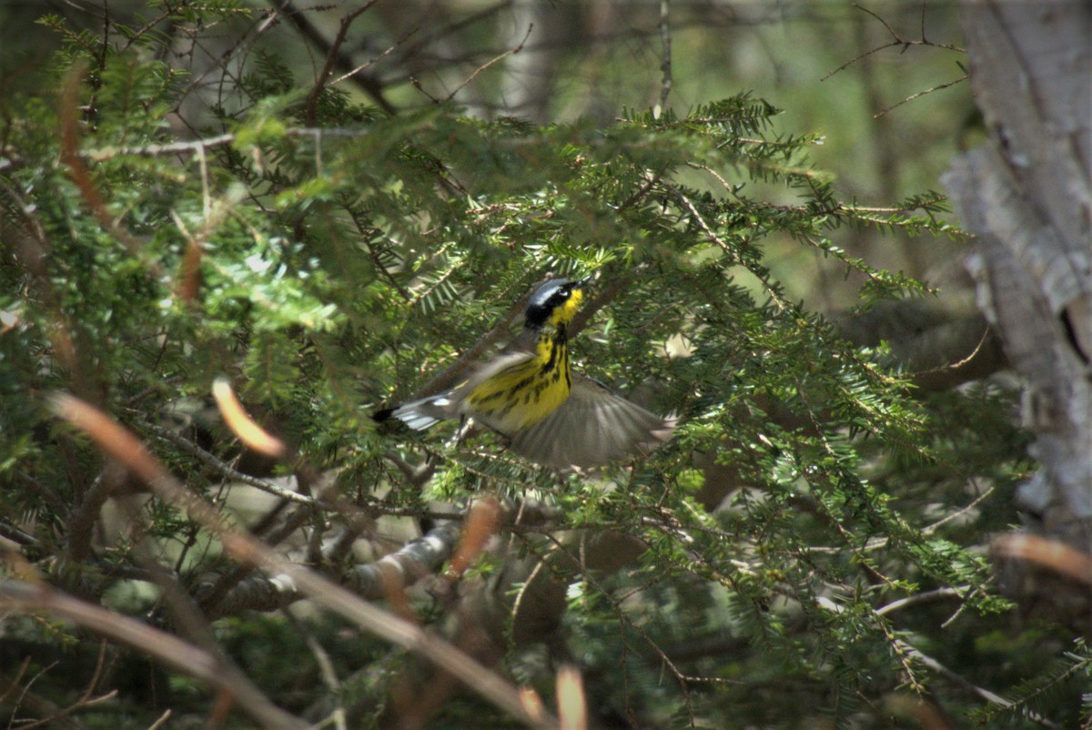 Magnolia Warbler - ML233853821