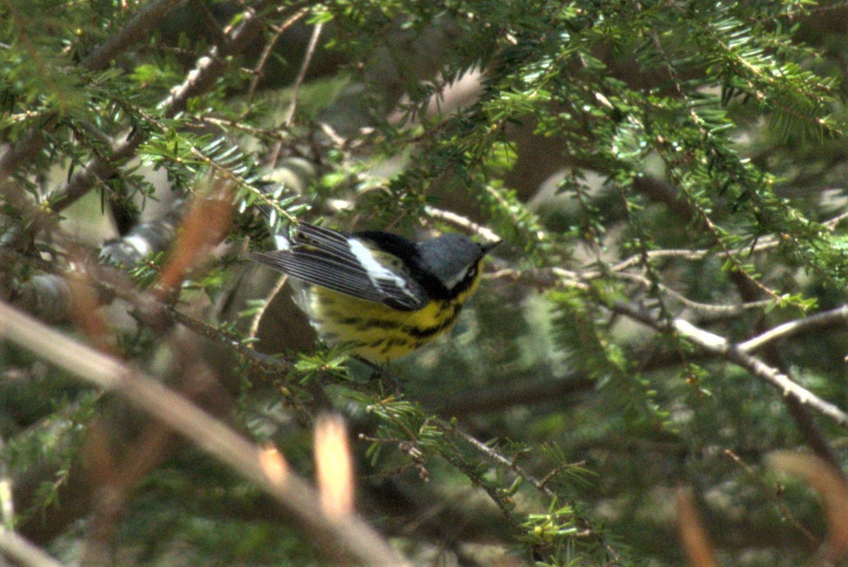 Magnolia Warbler - ML233854181