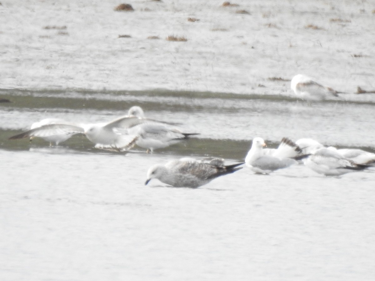 Gaviota Sombría - ML233855811