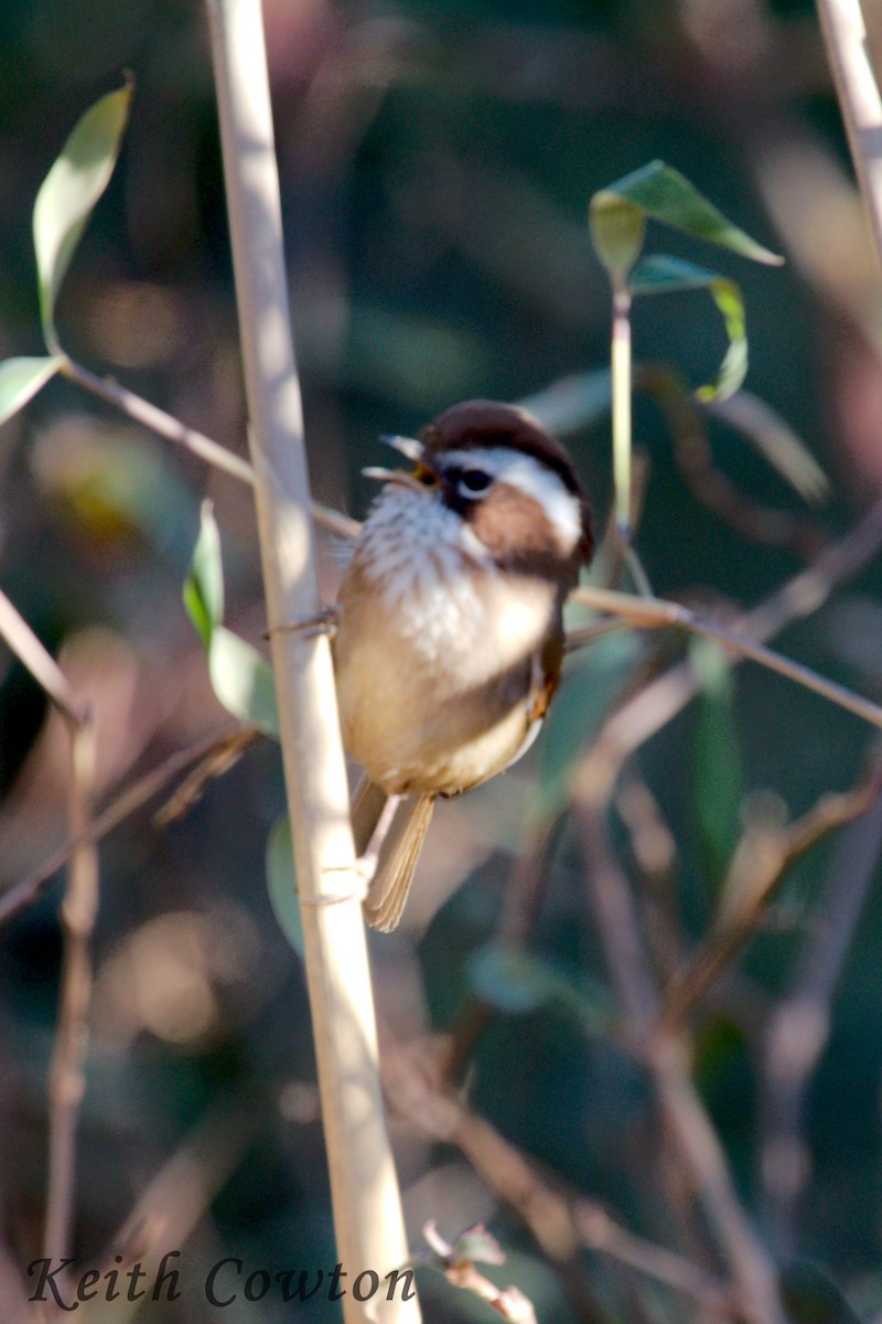 White-browed Fulvetta - Keith Cowton