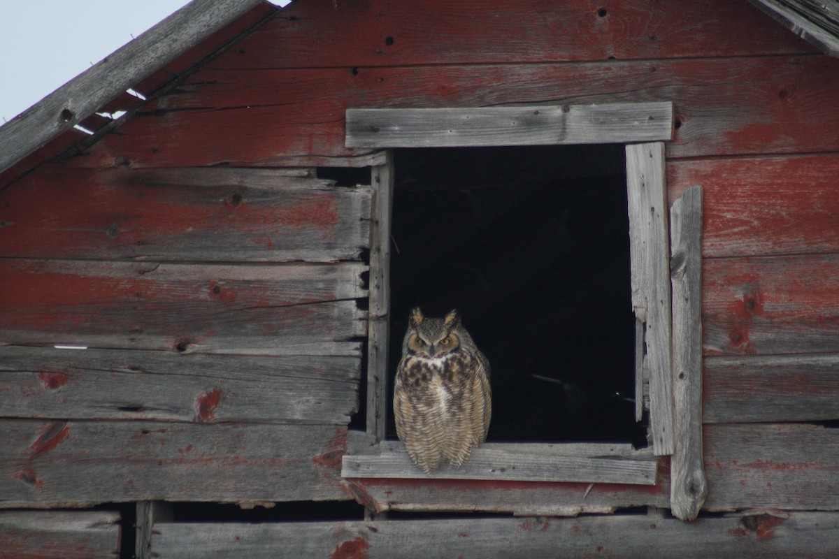 Great Horned Owl - Irene Crosland