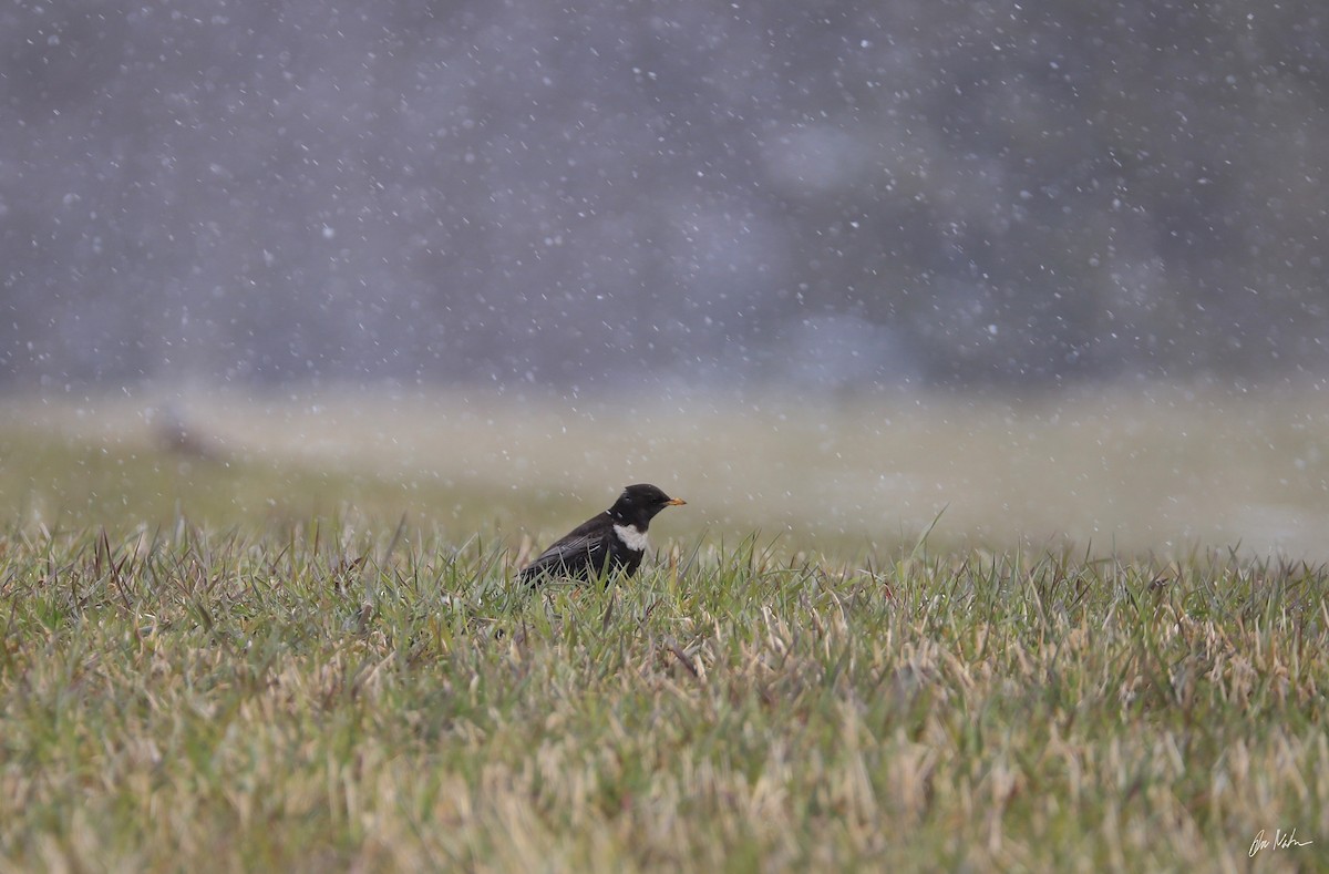 Ring Ouzel - ML233858391