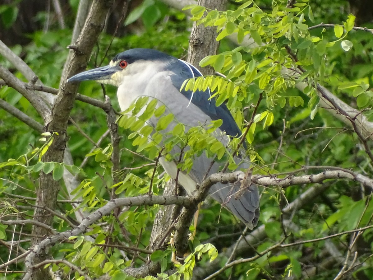Nitticora - ML233858911