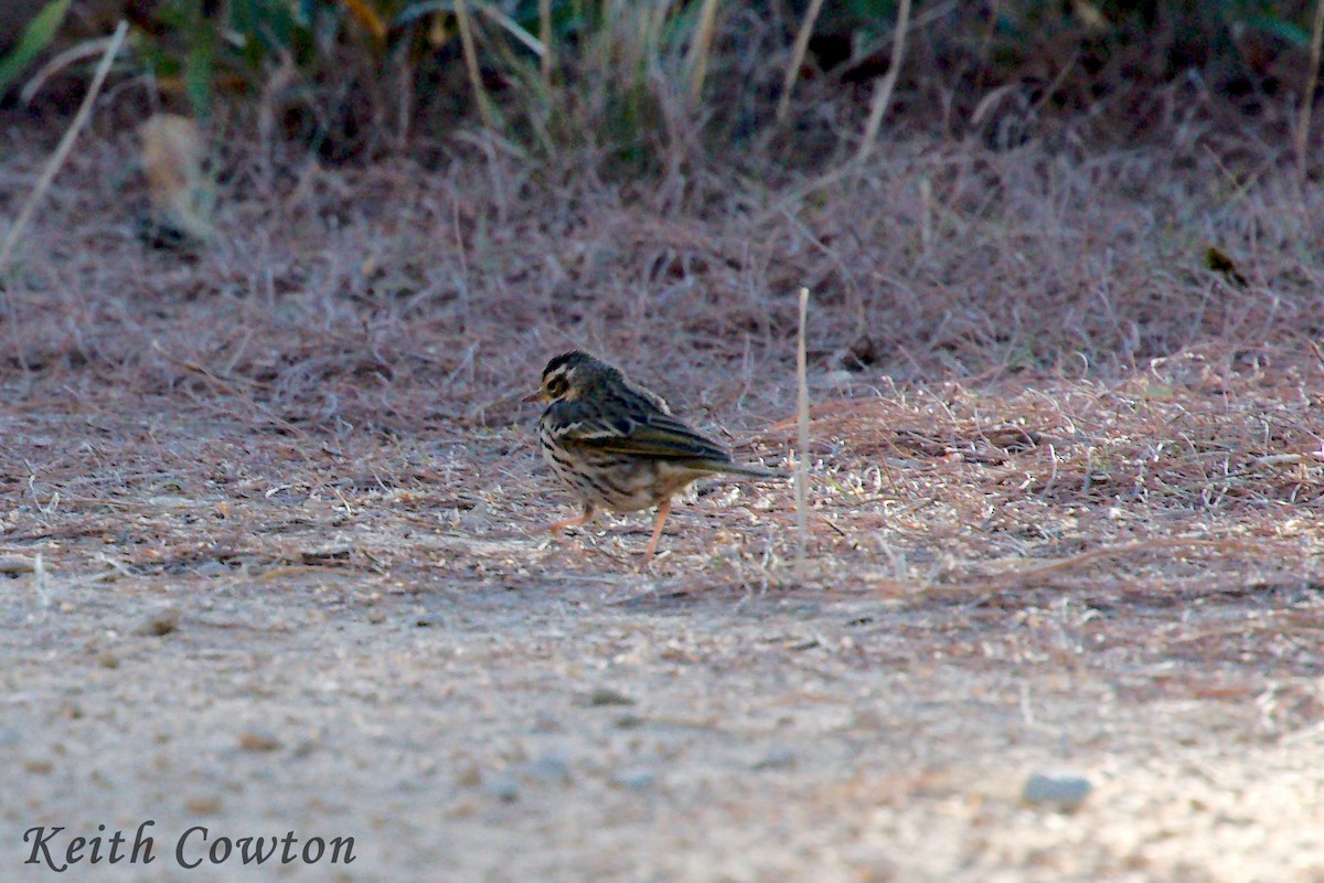 Pipit à dos olive - ML233859171