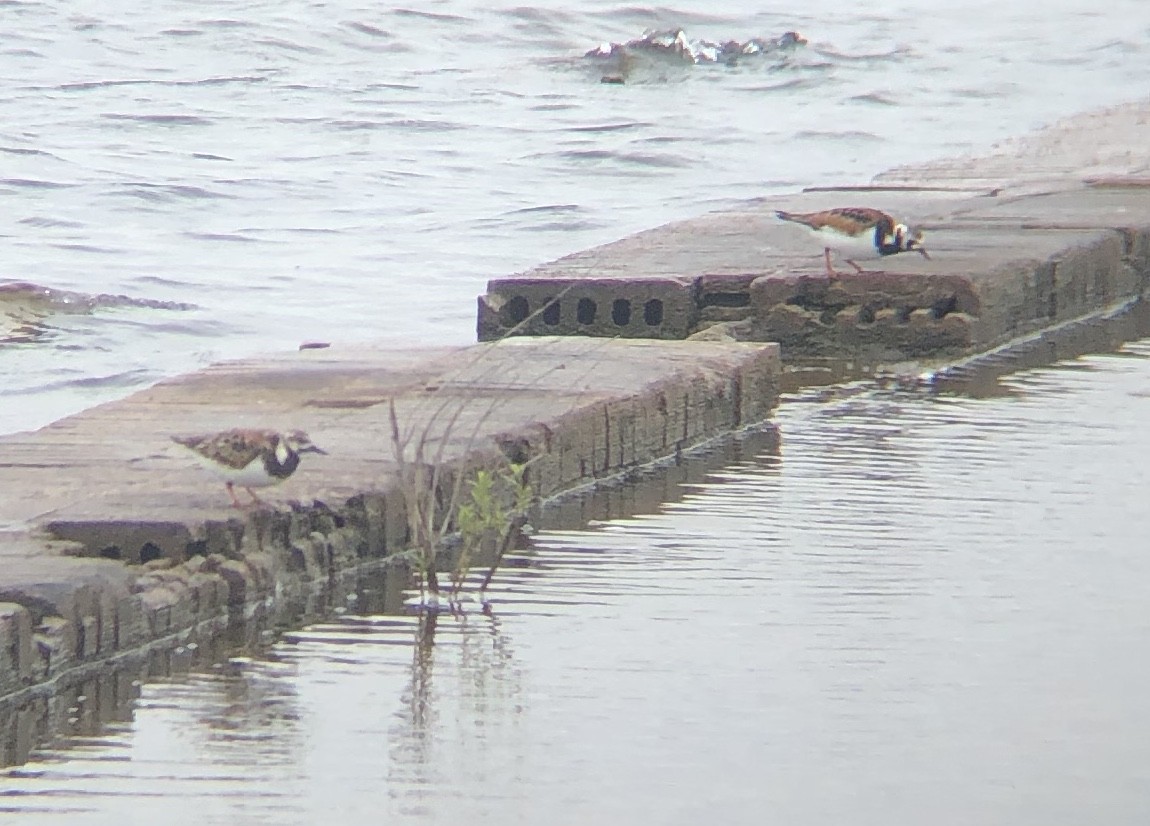 Ruddy Turnstone - Braden Farris