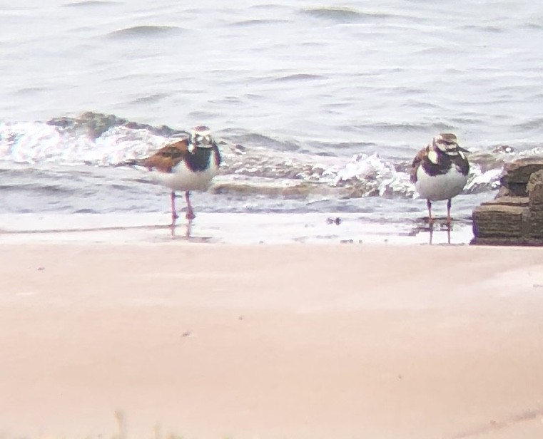 Ruddy Turnstone - Braden Farris