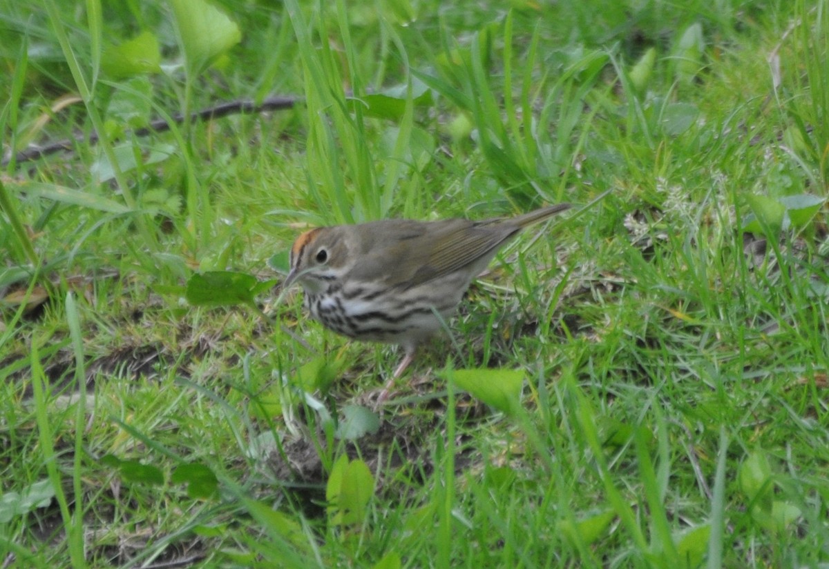 Ovenbird - ML233859951