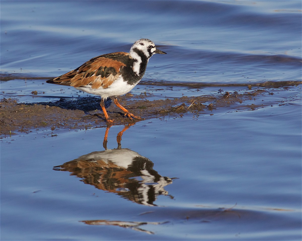 Ruddy Turnstone - ML233860581