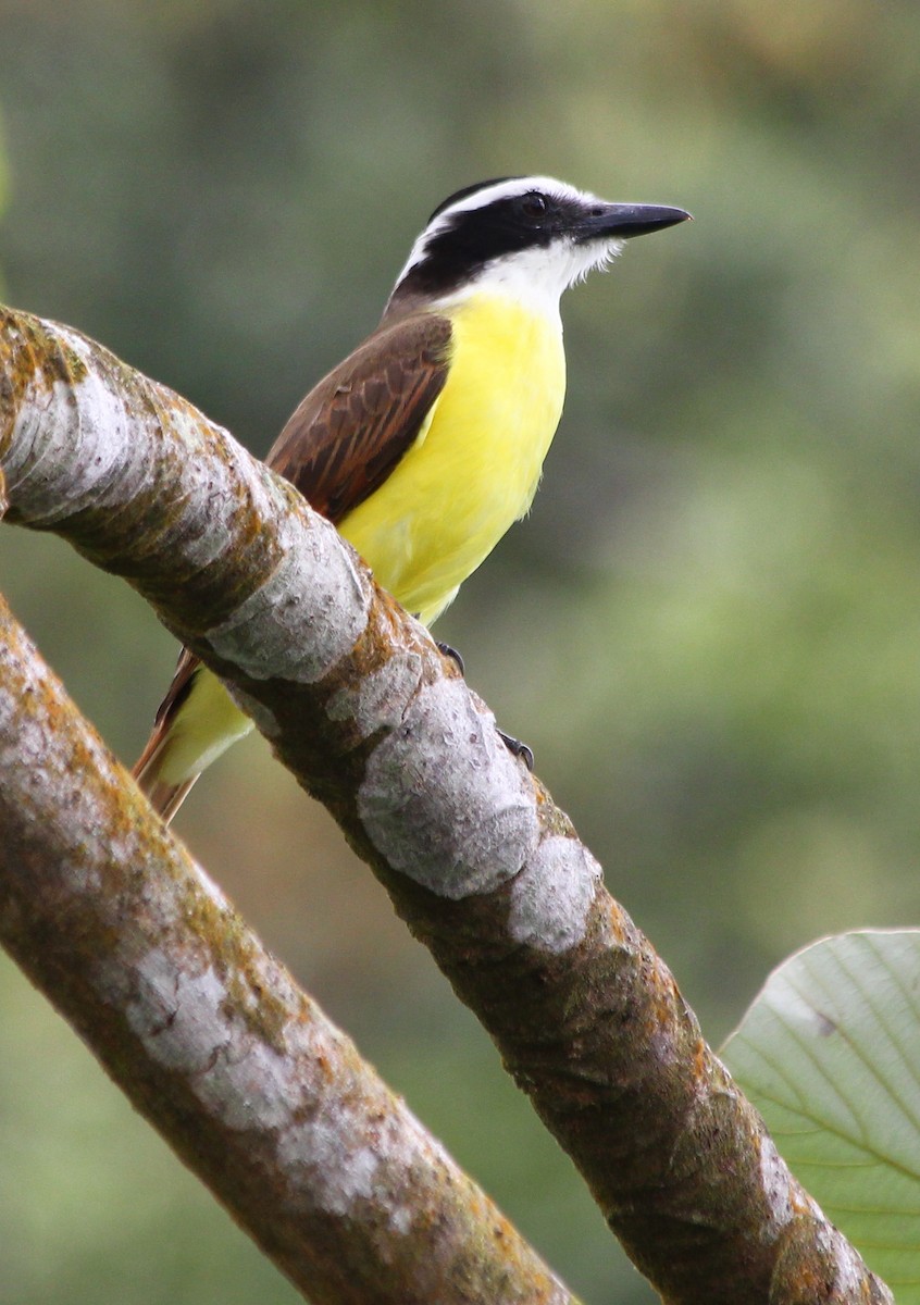 Great Kiskadee - ML23386091