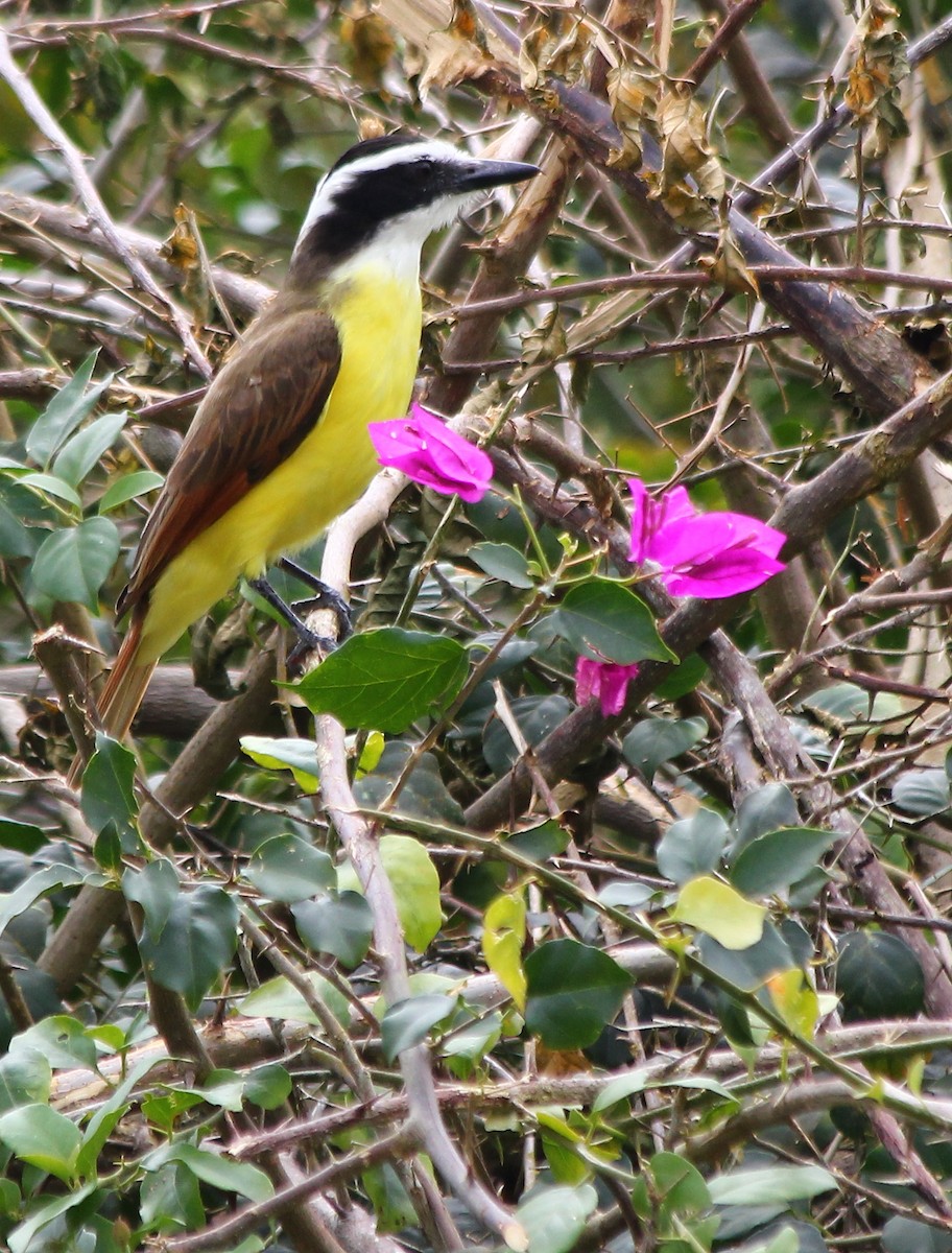 Great Kiskadee - ML23386101