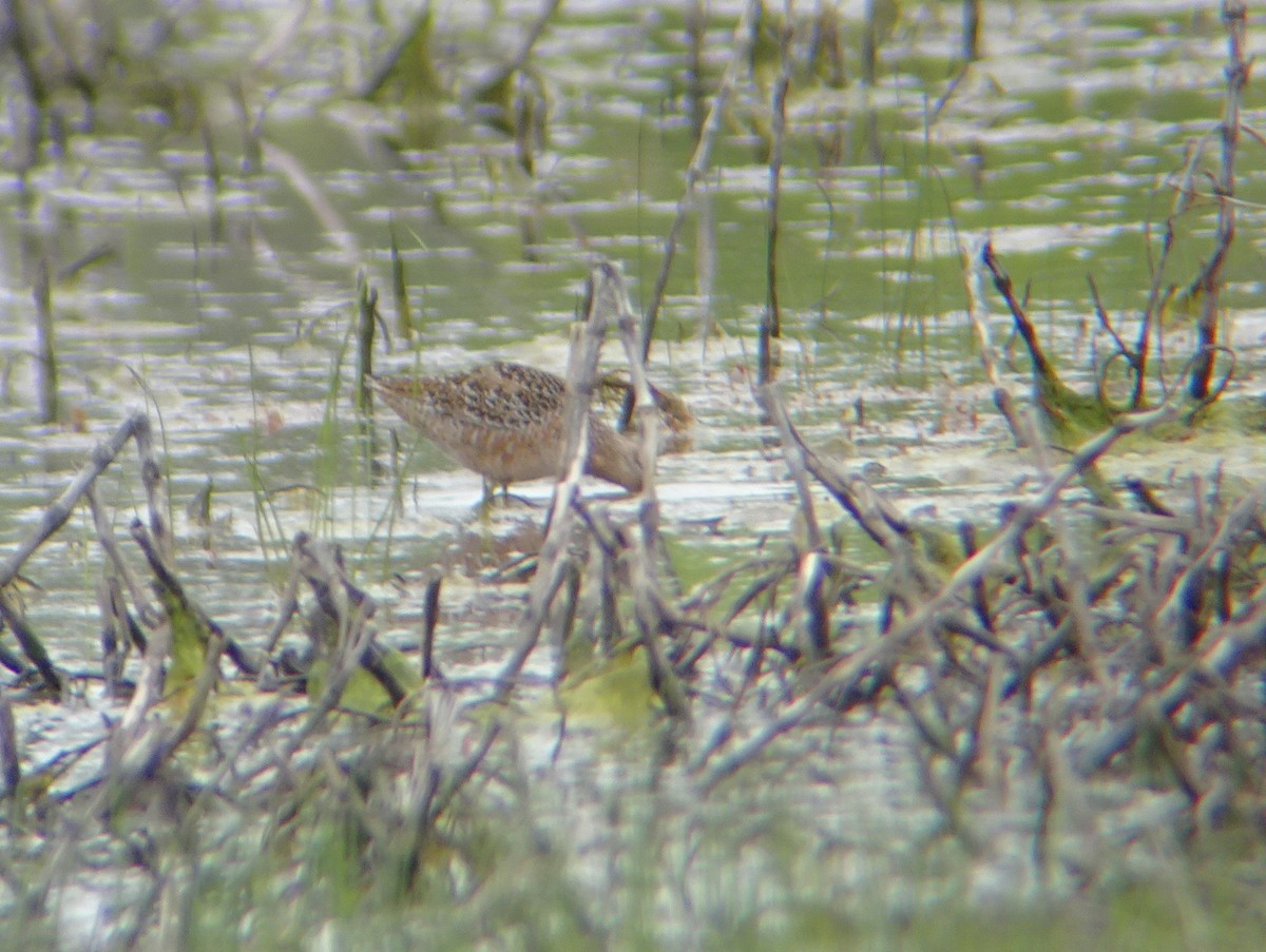 Long-billed Dowitcher - ML233861221