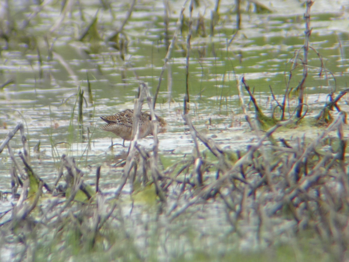 Long-billed Dowitcher - ML233861241