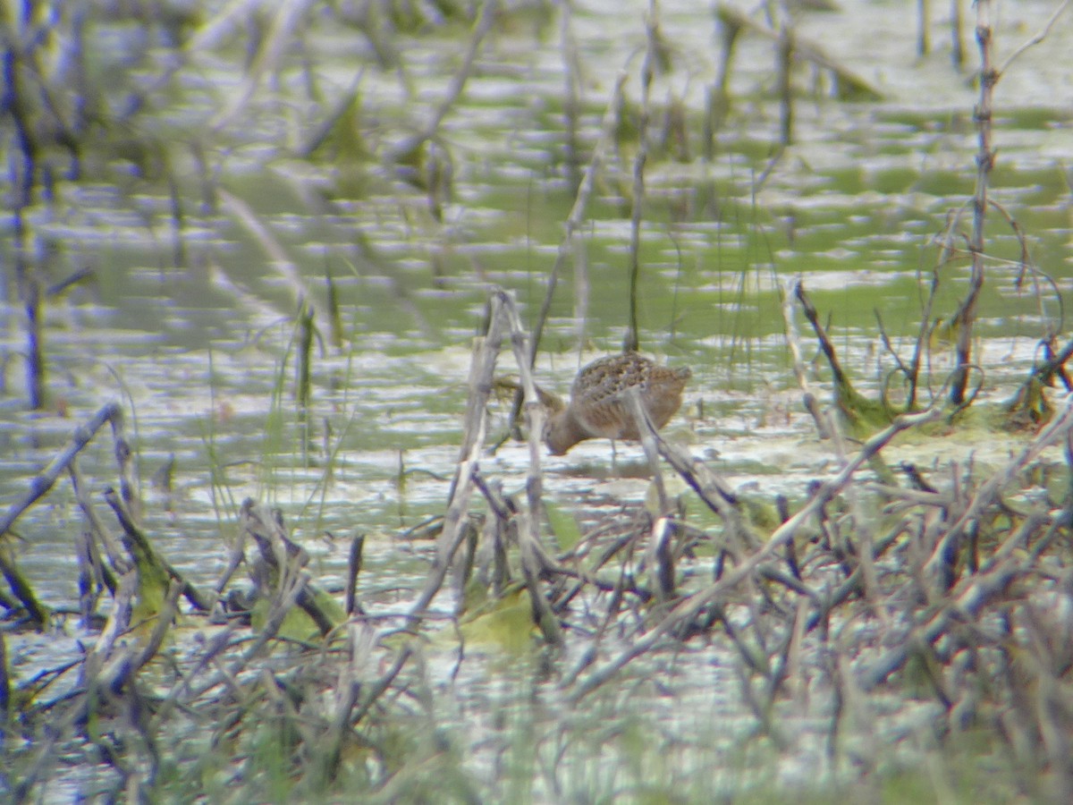 Long-billed Dowitcher - ML233861251